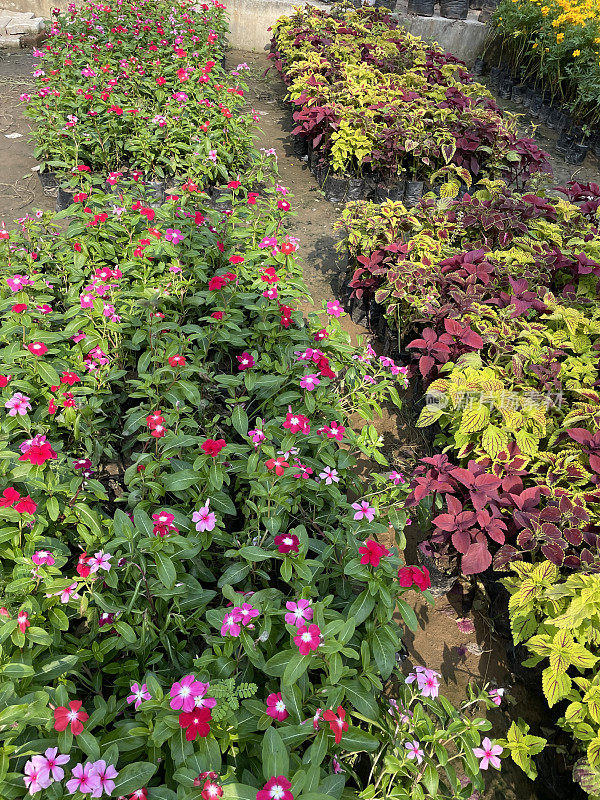 排着粉色花朵的Sadabahar /马达加斯加长春花(Catharanthus roseus)和Coleus (Coleus scutellarioides)在花园中心展示的图像，重点在前景，高架视图